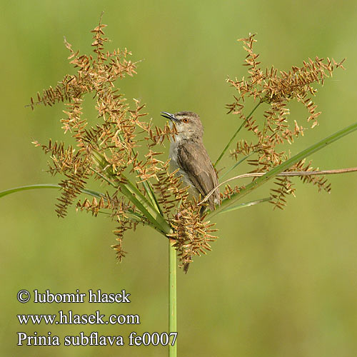 Tawny-flanked Prinia Tawnyflanked Prinia Tuhkakerttu tuhkapriinia