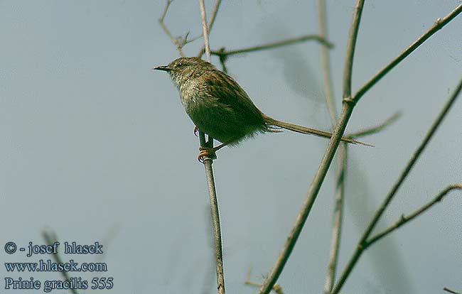 Prinia gracilis Alzacola Grácil Buitrón elegante Prinie půvabná