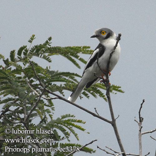 Prionops plumatus plumata White Helmetshrike Přílbovník chocholatý Brillenwürger Hjelmtornskade Alcaudón Copete Yelcobé Valkoharjalepinkäinen Bagadais casqué エボシメガネモズ Helmklauwier Czoloczub zóltooki Picanco branco Длиннохохлый очковый сорокопут Withelmlaksman Hvittopphjelmvarsler Okuliarnatka strakatá