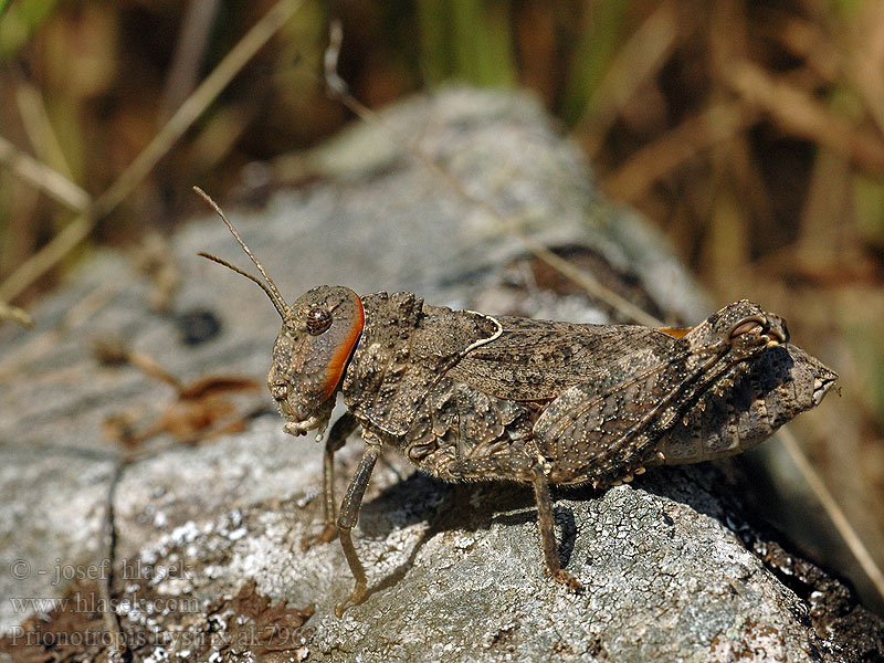 Prionotropis hystrix