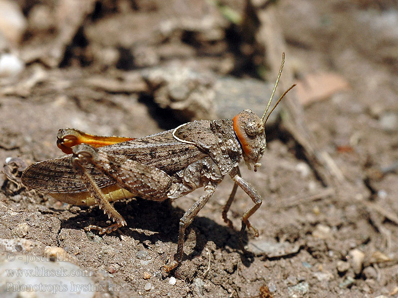 Prionotropis hystrix