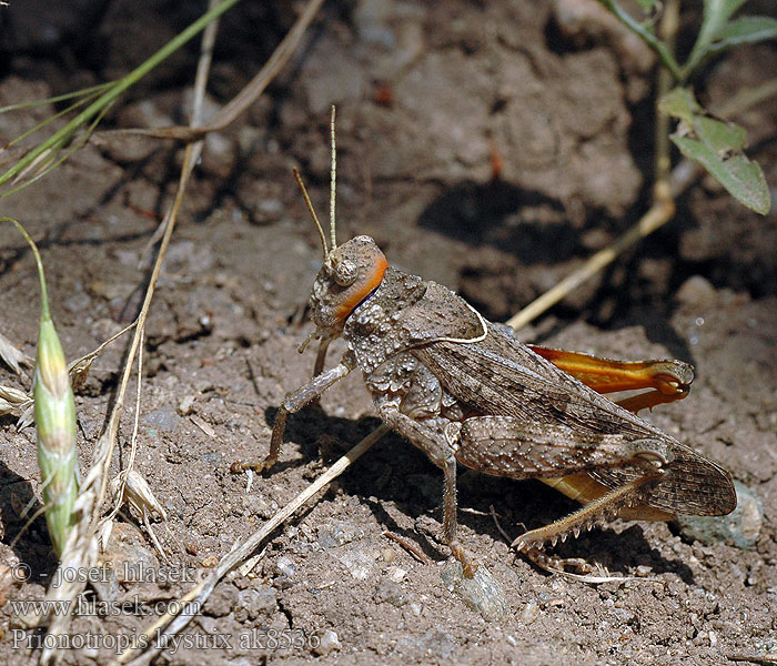 Prionotropis hystrix