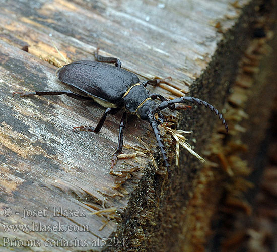 Prionus coriarius Tesařík piluna Tanner Sawyer Beetle Taggbock Sägebock Prione tanneur Csőszcincér Pjūklaūsis kelmagraužis Lederboktor Dyląż garbarz Вусач-шкіряник лісовий Дровосек-кожевник Fuzáč hrubý Усач-кожевник Garver Karvari Garveren Strojar