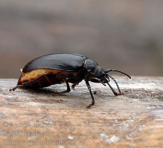 Fuzáč hrubý Усач-кожевник Garver Karvari Garveren Strojar Prionus coriarius Tesařík piluna Tanner Sawyer Beetle Taggbock Sägebock Prione tanneur Csőszcincér Pjūklaūsis kelmagraužis Lederboktor Dyląż garbarz Вусач-шкіряник лісовий Дровосек-кожевник