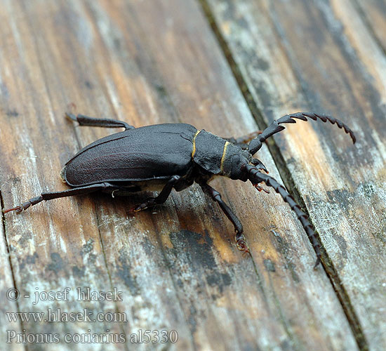Tesařík piluna Tanner Sawyer Beetle Taggbock Sägebock Prione tanneur Csőszcincér Pjūklaūsis kelmagraužis Lederboktor Dyląż garbarz Вусач-шкіряник лісовий Дровосек-кожевник Fuzáč hrubý Усач-кожевник Garver Karvari Garveren Strojar Prionus coriarius