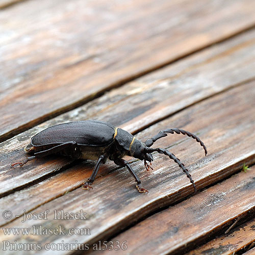 Tanner Sawyer Beetle Taggbock Sägebock Prione tanneur Csőszcincér Pjūklaūsis kelmagraužis Lederboktor Dyląż garbarz Вусач-шкіряник лісовий Дровосек-кожевник Fuzáč hrubý Усач-кожевник Garver Karvari Garveren Strojar Prionus coriarius Tesařík piluna