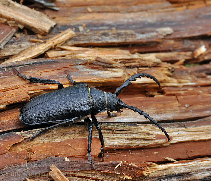 Prionus coriarius Tesařík piluna