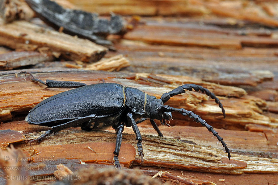 Prionus coriarius Tanner Sawyer Beetle