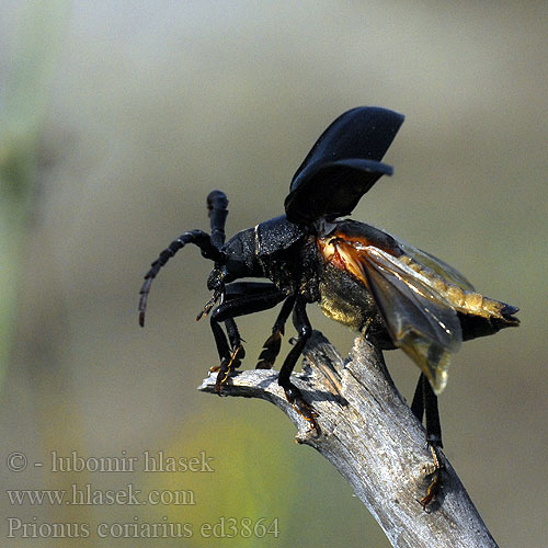 Усач-кожевник Garver Karvari Garveren Strojar Prionus coriarius Tesařík piluna Tanner Sawyer Beetle Taggbock Sägebock Prione tanneur Csőszcincér Pjūklaūsis kelmagraužis Lederboktor Dyląż garbarz Вусач-шкіряник лісовий Дровосек-кожевник Fuzáč hrubý