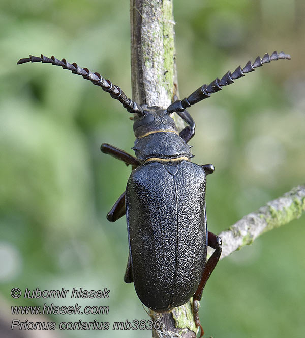 Prionus coriarius