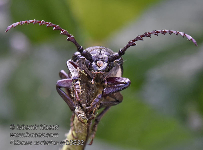 Tesařík piluna Prionus coriarius