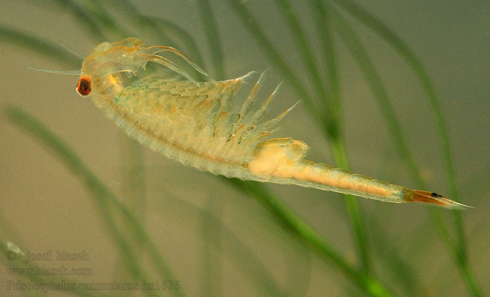 Pristicephalus carnuntanus Žábronožka panonská Žiabronôžka panónska