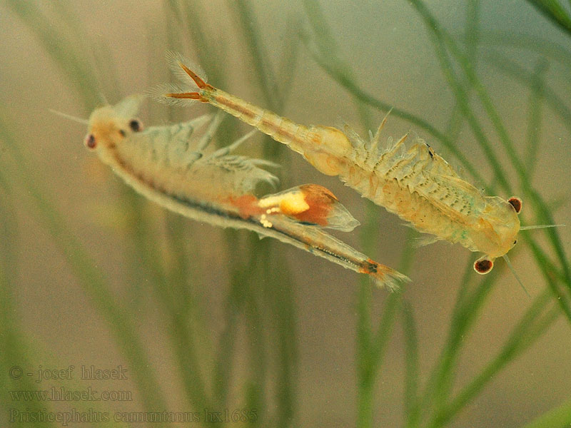 Žábronožka panonská Žiabronôžka panónska Pristicephalus carnuntanus