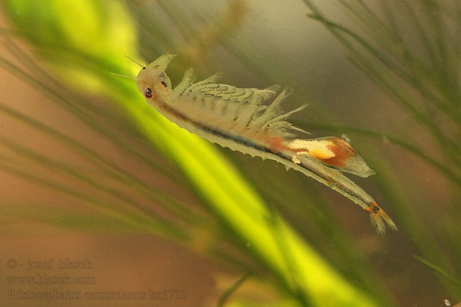 Pristicephalus carnuntanus Žábronožka panonská