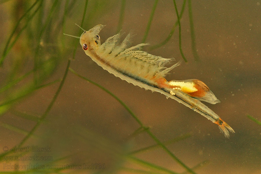 Pristicephalus carnuntanus Žábronožka panonská