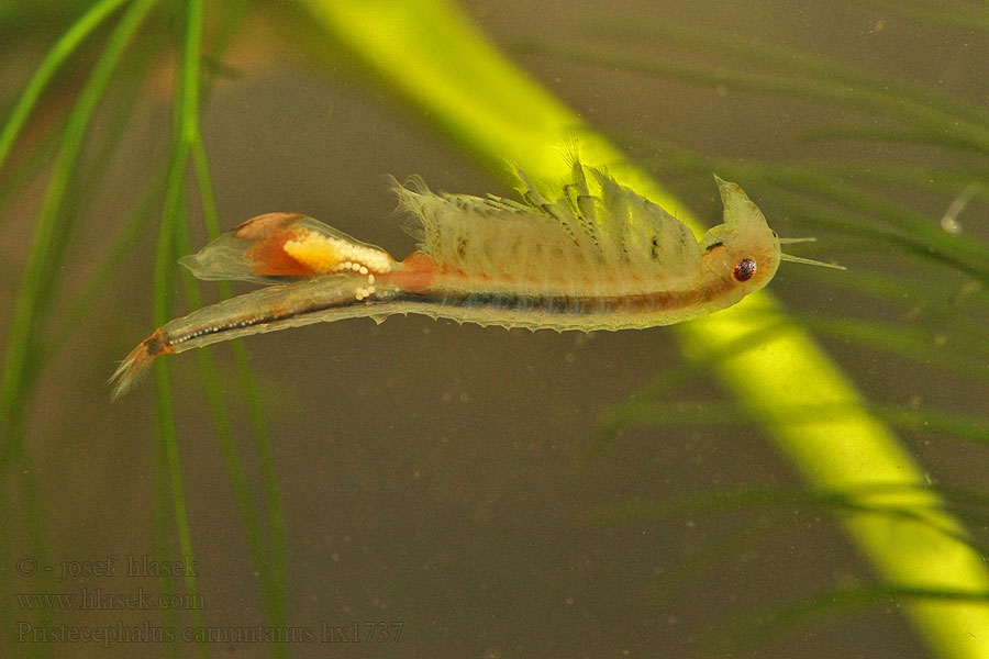 Pristicephalus carnuntanus Žábronožka panonská