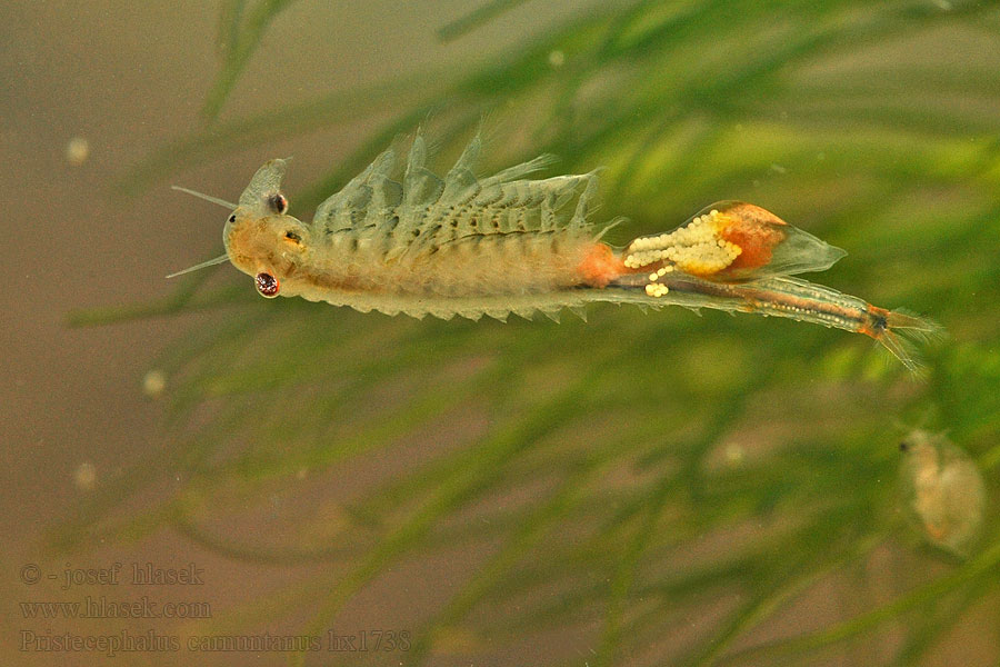 Pristicephalus carnuntanus Žábronožka panonská Žiabronôžka panónska