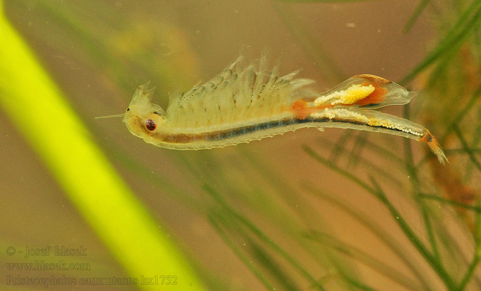 Pristicephalus carnuntanus Žábronožka panonská Žiabronôžka panónska