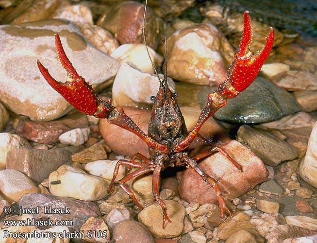 Procambarus clarkii Rak červený Red swamp crawfish crayfish Louisiana Roter Amerikanischer Sumpfkrebs 克氏原螯虾 亞米利加蝲蛄 Röd sumpkräfta アメリカザリガニ Rode rivierkreeft Écrevisse Louisiane Ibai-karramarro gorri Cranc riu americà إستاكوزا المستنقعات الحمراء Прокамбарус кларки червен Røde Krebs Punarapuja Gambero rosso Louisiana Kaliforniai vörösrák Rød sumpkreps Rak luizjański Красный Болотный Рак Американский Severnoameriški močvirski rak Cangrejo americano río rojo Hayalet kerevit