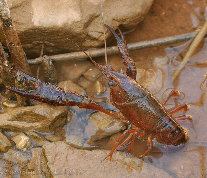 Roter Amerikanischer Sumpfkrebs 克氏原螯虾 亞米利加蝲蛄 Röd sumpkräfta アメリカザリガニ Rode rivierkreeft Écrevisse Louisiane Ibai-karramarro gorri Cranc riu americà إستاكوزا المستنقعات الحمراء Прокамбарус кларки червен Røde Krebs Punarapuja Gambero rosso Louisiana Kaliforniai vörösrák Rød sumpkreps Rak luizjański Красный Болотный Рак Американский Severnoameriški močvirski rak Cangrejo americano río rojo Hayalet kerevit Procambarus clarkii Rak červený Red swamp crawfish crayfish Louisiana