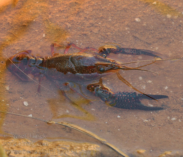 アメリカザリガニ Rode rivierkreeft Écrevisse Louisiane Ibai-karramarro gorri Cranc riu americà إستاكوزا المستنقعات الحمراء Прокамбарус кларки червен Røde Krebs Punarapuja Gambero rosso Louisiana Kaliforniai vörösrák Rød sumpkreps Rak luizjański Красный Болотный Рак Американский Severnoameriški močvirski rak Cangrejo americano río rojo Hayalet kerevit Procambarus clarkii Rak červený Red swamp crawfish crayfish Louisiana Roter Amerikanischer Sumpfkrebs 克氏原螯虾 亞米利加蝲蛄 Röd sumpkräfta