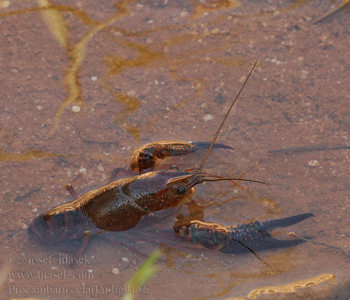 Severnoameriški močvirski rak Cangrejo americano río rojo Hayalet kerevit Procambarus clarkii Rak červený Red swamp crawfish crayfish Louisiana Roter Amerikanischer Sumpfkrebs 克氏原螯虾 亞米利加蝲蛄 Röd sumpkräfta アメリカザリガニ Rode rivierkreeft Écrevisse Louisiane Ibai-karramarro gorri Cranc riu americà إستاكوزا المستنقعات الحمراء Прокамбарус кларки червен Røde Krebs Punarapuja Gambero rosso Louisiana Kaliforniai vörösrák Rød sumpkreps Rak luizjański Красный Болотный Рак Американский