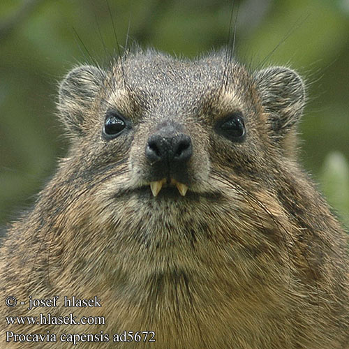 Procavia capensis Rock Cape Hyrax Dassie Klippegrævling Kalliomäyrä Daman rocher Cap Kaapse klipdas rotsklipdas Irace delle rocce African Dassie Fokföldi sziklai szirtiborz szirtiborzokról Klippschliefer Kap-Klippschliefer Wüstenschliefer Góralek przylądkowy skalny drzewny Daman juhoafrický skalní kapský jihoafrický Damán Cabo Dendrohyrax Rock rabbit 바위너구리 Daman kamenjar שפן סלע ケープハイラックス Капский даман 蹄兔