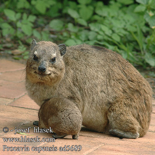 Procavia capensis ad5689