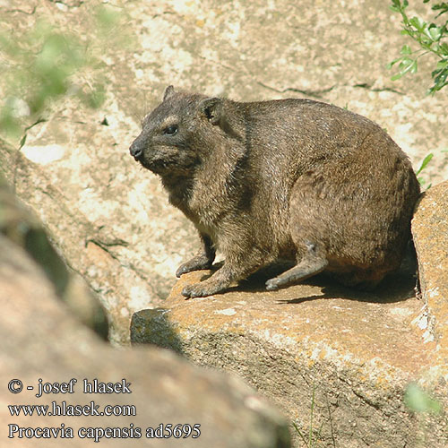 Irace delle rocce African Dassie Fokföldi sziklai szirtiborz szirtiborzokról Klippschliefer Kap-Klippschliefer Wüstenschliefer Góralek przylądkowy skalny drzewny Daman juhoafrický skalní kapský jihoafrický Damán Cabo Dendrohyrax Rock rabbit 바위너구리 Daman kamenjar שפן סלע ケープハイラックス Капский даман 蹄兔 Procavia capensis Rock Cape Hyrax Dassie Klippegrævling Kalliomäyrä Daman rocher Cap Kaapse klipdas rotsklipdas