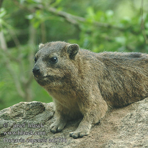 Klippschliefer Kap-Klippschliefer Wüstenschliefer Góralek przylądkowy skalny drzewny Daman juhoafrický skalní kapský jihoafrický Damán Cabo Dendrohyrax Rock rabbit 바위너구리 Daman kamenjar שפן סלע ケープハイラックス Капский даман 蹄兔 Procavia capensis Rock Cape Hyrax Dassie Klippegrævling Kalliomäyrä Daman rocher Cap Kaapse klipdas rotsklipdas Irace delle rocce African Dassie Fokföldi sziklai szirtiborz szirtiborzokról