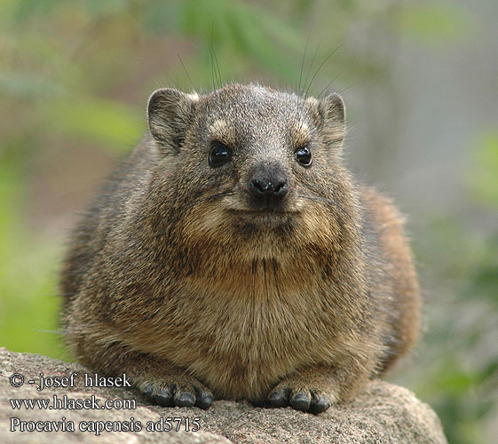 Góralek przylądkowy skalny drzewny Daman juhoafrický skalní kapský jihoafrický Damán Cabo Dendrohyrax Rock rabbit 바위너구리 Daman kamenjar שפן סלע ケープハイラックス Капский даман 蹄兔 Procavia capensis Rock Cape Hyrax Dassie Klippegrævling Kalliomäyrä Daman rocher Cap Kaapse klipdas rotsklipdas Irace delle rocce African Dassie Fokföldi sziklai szirtiborz szirtiborzokról Klippschliefer Kap-Klippschliefer Wüstenschliefer