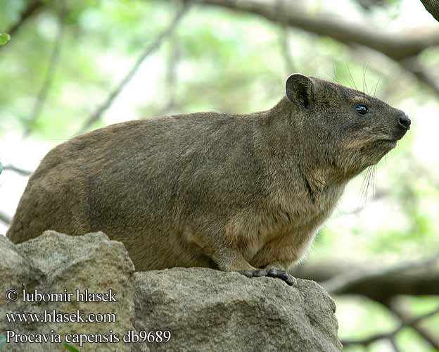 Procavia capensis db9689