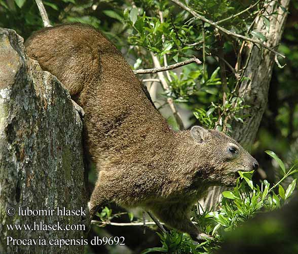 שפן סלע ケープハイラックス Капский даман 蹄兔 Procavia capensis Rock Cape Hyrax Dassie Klippegrævling Kalliomäyrä Daman rocher Cap Kaapse klipdas rotsklipdas Irace delle rocce African Dassie Fokföldi sziklai szirtiborz szirtiborzokról Klippschliefer Kap-Klippschliefer Wüstenschliefer Góralek przylądkowy skalny drzewny Daman juhoafrický skalní kapský jihoafrický Damán Cabo Dendrohyrax Rock rabbit 바위너구리 Daman kamenjar