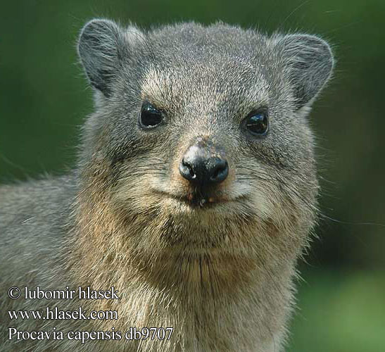 Daman skalní kapský jihoafrický juhoafrický שפן סלע ケープハイラックス Капский даман 蹄兔 Procavia capensis Rock Cape Hyrax Dassie Klippegrævling Kalliomäyrä Daman rocher Cap Kaapse klipdas rotsklipdas Irace delle rocce African Dassie Fokföldi sziklai szirtiborz szirtiborzokról Klippschliefer Kap-Klippschliefer Wüstenschliefer Góralek przylądkowy skalny drzewny Damán Cabo Dendrohyrax Rock rabbit 바위너구리 Daman kamenjar