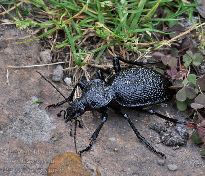 Procerus gigas Carabus Riesenlaufkäfer Biegacz olbrzymi Orjaški krešič