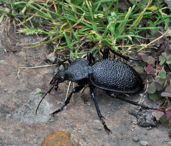 Procerus gigas Carabus Riesenlaufkäfer Biegacz olbrzymi Orjaški krešič