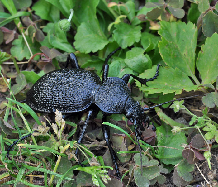 Procerus gigas Carabus Riesenlaufkäfer Biegacz olbrzymi Orjaški krešič