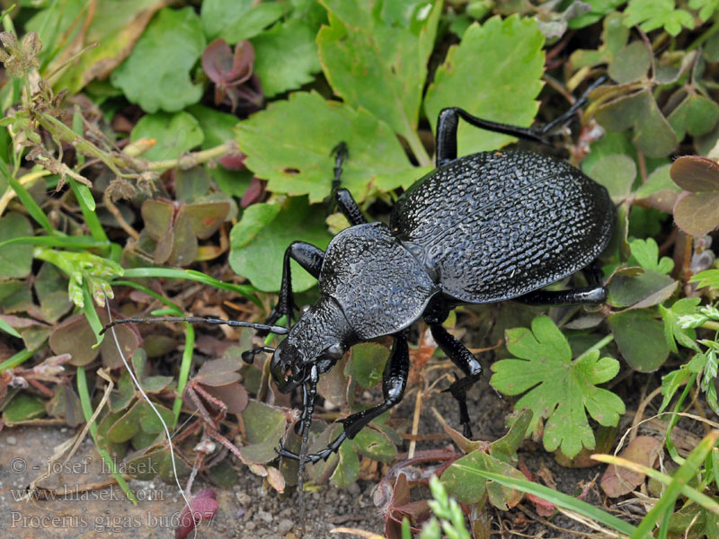 Procerus gigas Carabus Riesenlaufkäfer Biegacz olbrzymi Orjaški krešič