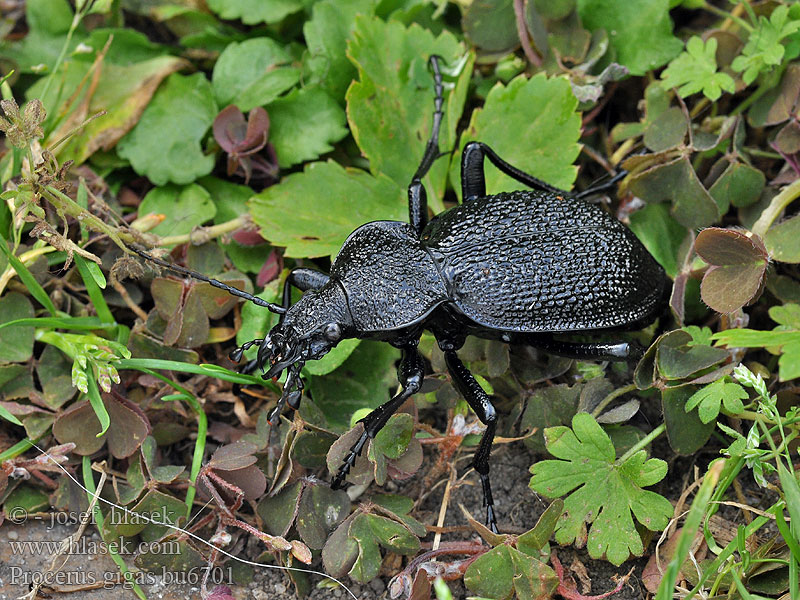 Procerus gigas Carabus Riesenlaufkäfer Biegacz olbrzymi Orjaški krešič