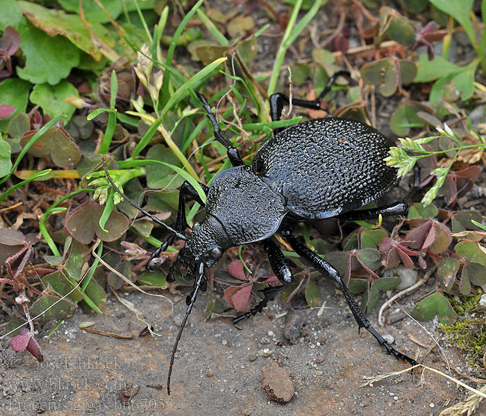 Procerus gigas Carabus Riesenlaufkäfer Biegacz olbrzymi Orjaški krešič