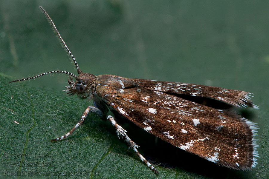 Prochoreutis myllerana Glidkruidmot Pompás levélmoly