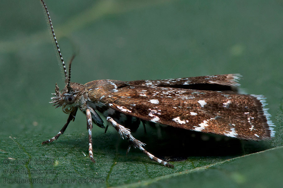 Prochoreutis myllerana Glansig frossörtmal Svart bredmøll