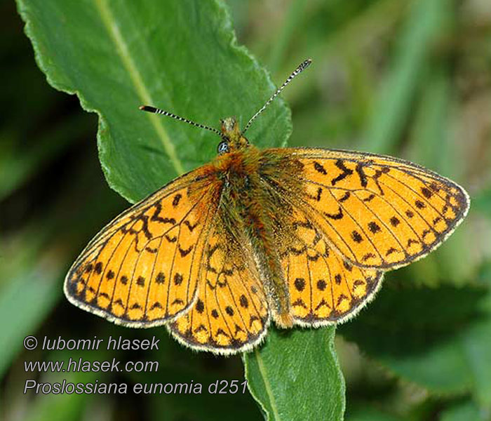 Bog Fritillary Nacré Bistorte Clossiana eunomia