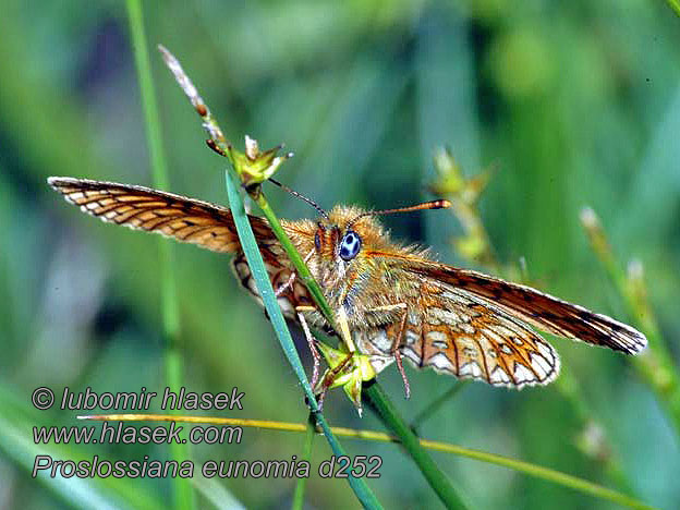 Ringperlemorvinge Dostojka eunomia Clossiana eunomia