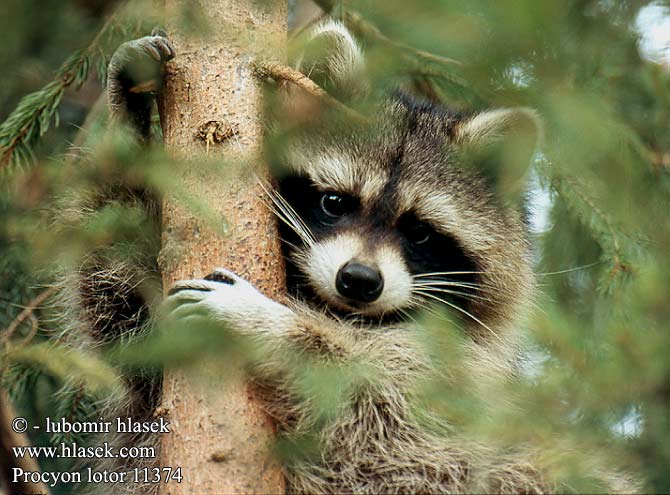 Procyon lotor Northern Raccoon Vaskebjørn Pesukarhu pesukarhuja Raton laveur Procione Lavatore Mosómedve Waschbär Szop pracz Medvedík čistotný Medvídek Mýval severní Mapache común Tvättbjörn Rakoun Американски енот Ós rentador Ragguune Tábąąh mąʼii Lav-urso راکون 아메리카너구리 Šup Ratono דביבון מצוי Paprastasis meškėnas रॅकून Rakun Gewone wasbeer アライグマ Vanlig vaskebjørn Guaxinim Енот-полоскун Tvättbjörn ரக்கூன் Єнот звичайний 浣熊