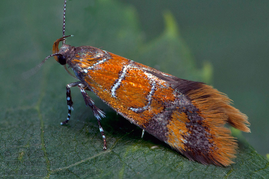 Bisigna procerella Promalactis Naaldkunstwerkje