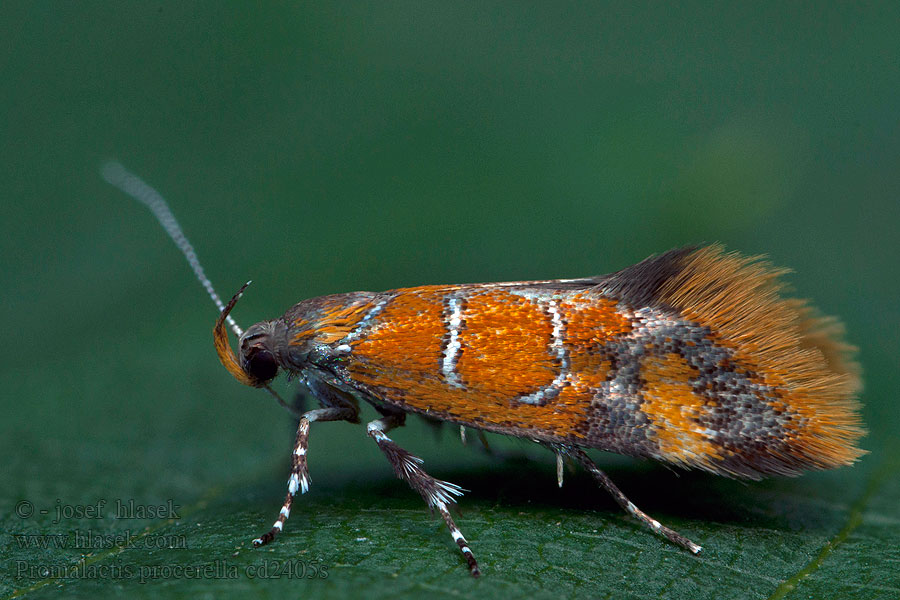 Bisigna procerella Promalactis Моль лишайниковая