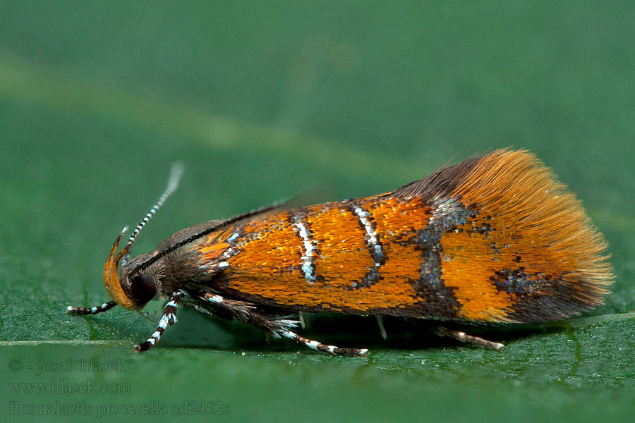 Bisigna procerella Promalactis Zdobka kôrová