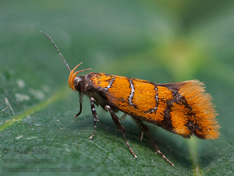 Моль лишайниковая Promalactis procerella