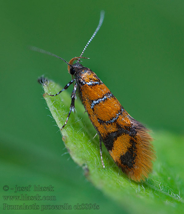 Kaunokärsäkoi Promalactis procerella